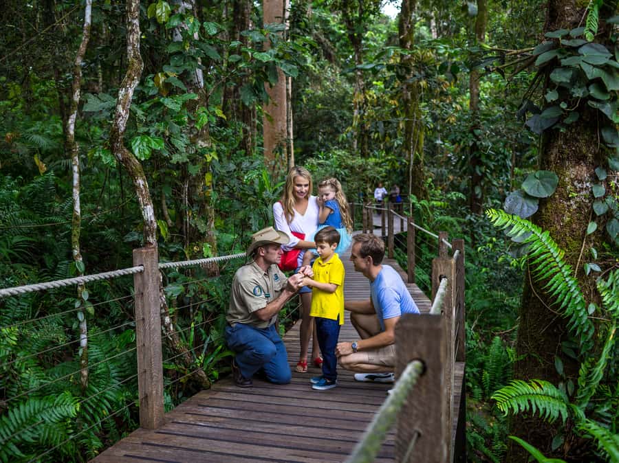 Port Douglas: World Heritage Forest by Skyrail & Scenic Rail - A rainforest day with two very different views