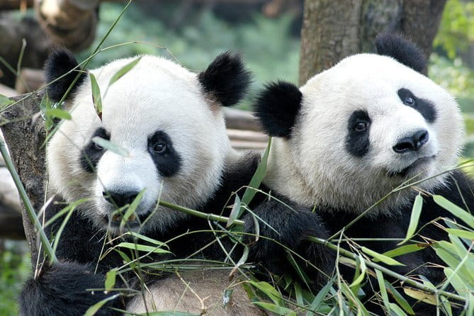 Private 2-Day Jiuzhaigou & Huanglong Tour by Train from Chengdu - What the private arrangement really gives you