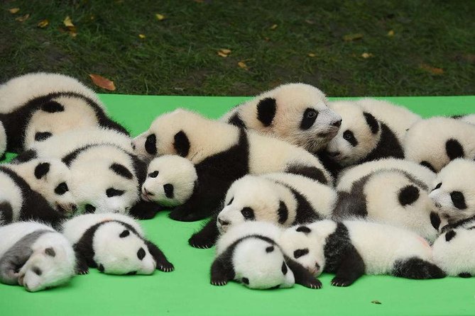 Private Chengdu Highlights Day Trip: Panda Base and City from Chongqing by Train - The early departure and bullet train handoff