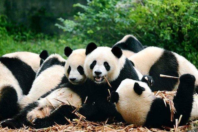 Private Chengdu Highlights Day Trip: Panda Base and City from Xi'an by Train - People’s Park shows daily Chengdu life