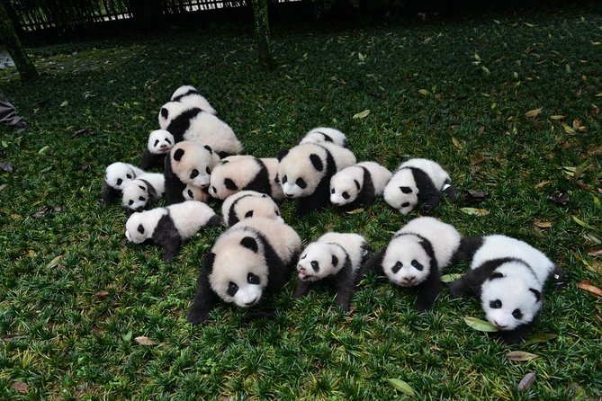 Private Chengdu Highlights Day Trip: Panda Base and City from Xi'an by Train - Kuanzhai Alley brings back the old city feel