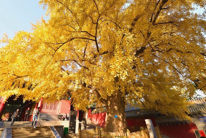 Private Day Tour to Shaolin Temple from Beijing by Bullet Train with Kungfu Show - Shaolin Temple and Its Long Religious Story