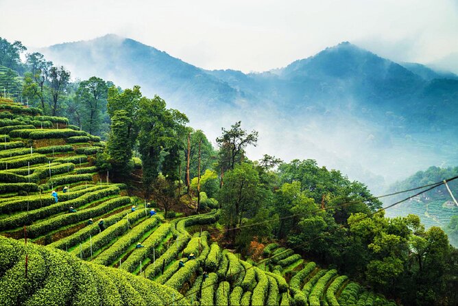 Private Hangzhou Day Tour from Shanghai by Bullet Train - Guides, timing, and the feel of the day