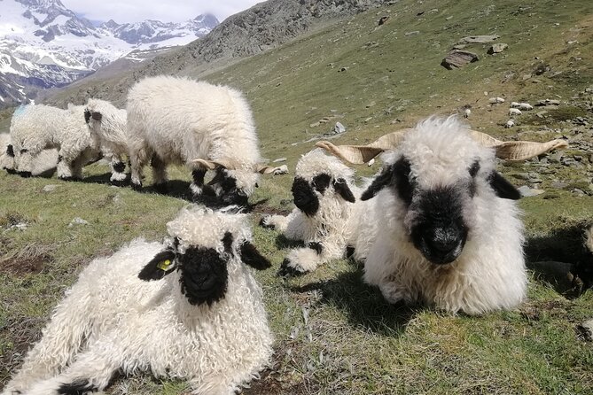 Private Mt. Gornergrat and Zermatt Tour - Walking options range from gentle to active