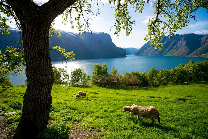 Private tour, Bergen to Oslo - Nærøyfjord Cruise & Flåm Railway - What the private format adds