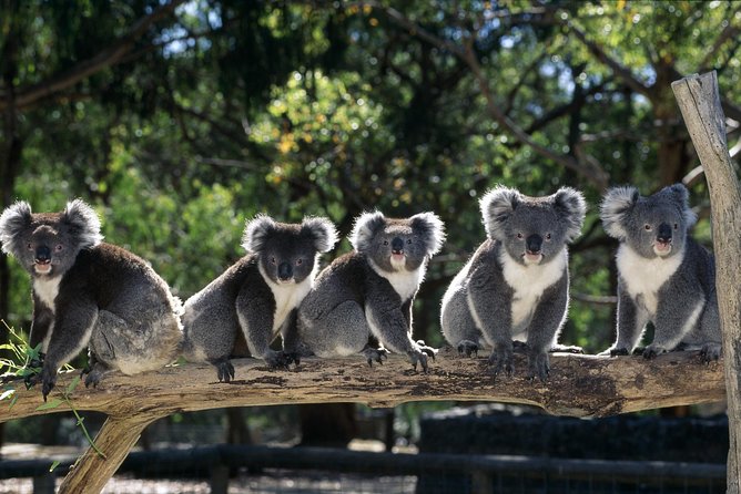 [Private Tour] Healesville Sanctuary Wildlife & Puffing Billy Steam Train - Key points to know before you book