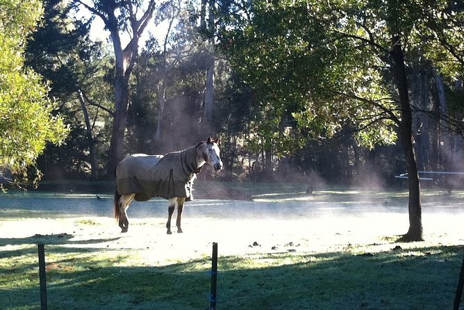 [Private Tour] Healesville Sanctuary Wildlife & Puffing Billy Steam Train - The guides can shape the day