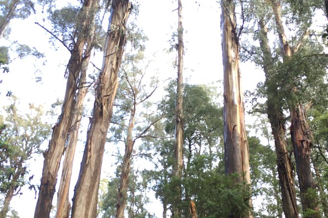 [Private Tour] Healesville Sanctuary Wildlife & Puffing Billy Steam Train - Healesville Sanctuary and its native Australian animals