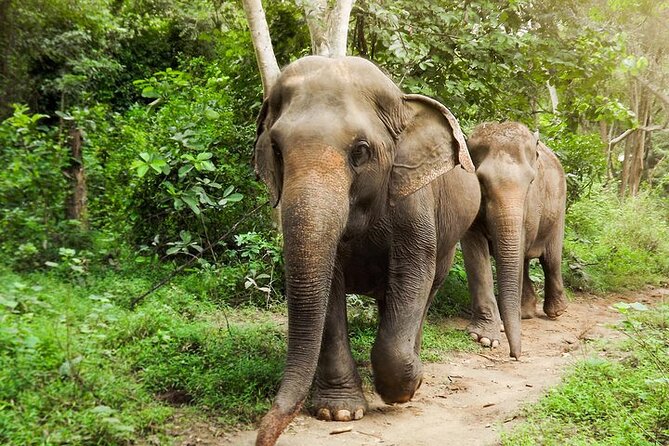 Private Tour to Kanchanaburi Death Railway and Elephant Haven - Key points to know before booking