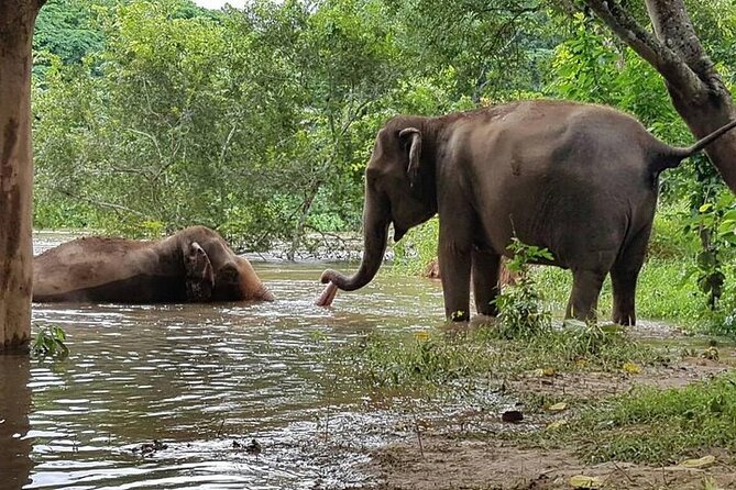 Private Tour to Kanchanaburi Death Railway and Elephant Haven - The museum, River Kwai, and the railway story