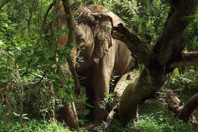 Private Tour to Kanchanaburi Death Railway and Elephant Haven - Elephant Haven: feeding, bathing, and getting wet