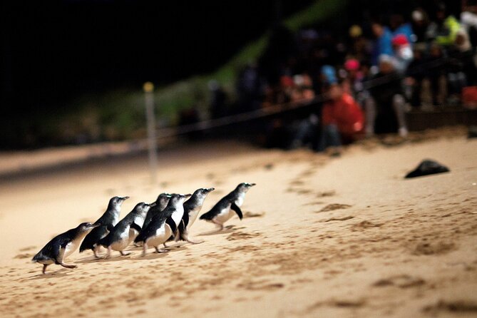 Puffing Billy Steam Train and Penguins Wildlife Tour - Coastal views at The Nobbies