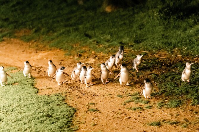 Puffing Billy Steam Train and Penguins Wildlife Tour - Waiting for the little penguins at Phillip Island