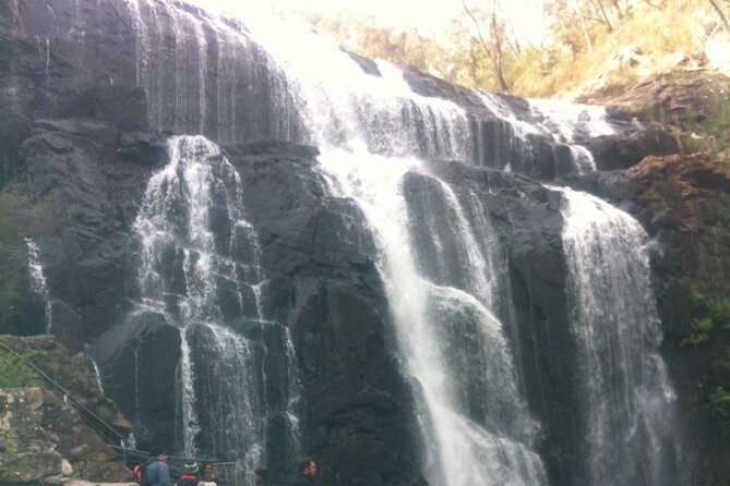 Puffing Billy Train and Phillip Island Penguin Parade Day Tour - Is $105.43 good value?