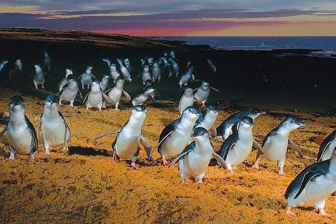 Puffing Billy Train and Phillip Island Penguin Parade Day Tour - Should you book Puffing Billy and the Penguin Parade?