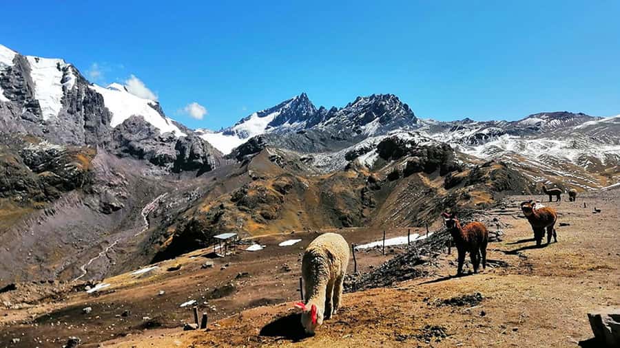 Rainbow Mountain tour and Machu Picchu tour by train - Group size, language, and practical support