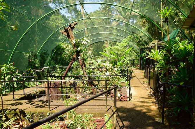 Rainforest Aerial Tram Half Day Pass – Braulio Carrillo Park - Butterflies, hummingbirds, orchids, and reptiles
