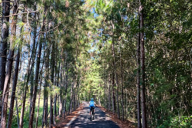 Self Guide E Bike Tour - Husk Distillery, Rainforest & Rail Trail - M|Arts Precinct for a creative pause