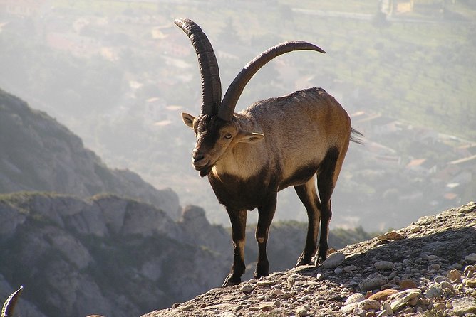 Semi-Private Montserrat Monastery, Funicular & Scenic Nature Walk - Who should book this Montserrat outing?