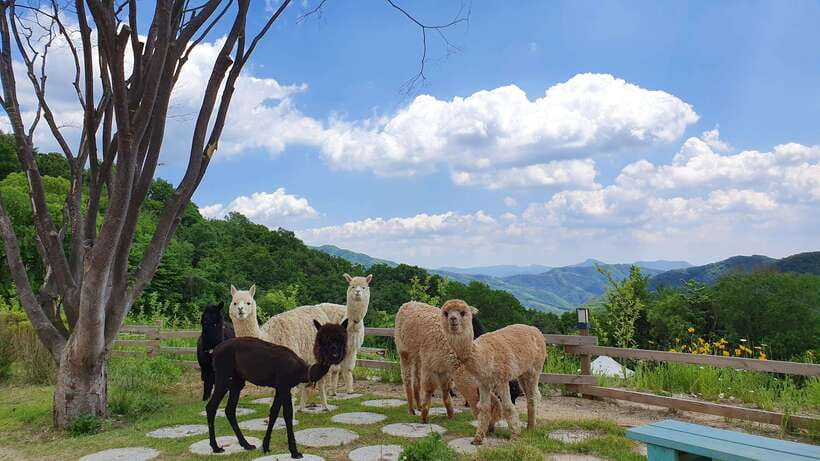 Seoul: Alpaca, Nami, Morning Calm or Eobi (+Rail Bike) - Alpaca World: sweet, brief, and family-friendly