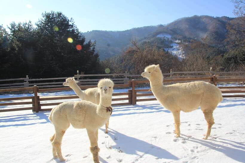 Seoul: Alpaca, Nami, Morning Calm or Eobi (+Rail Bike) - Nami Island: the day’s main walk