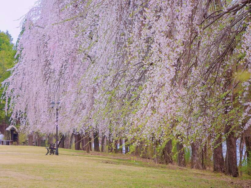 Seoul: Alpaca, Nami, Morning Calm or Eobi (+Rail Bike) - Garden of Morning Calm: Korea in curves and color