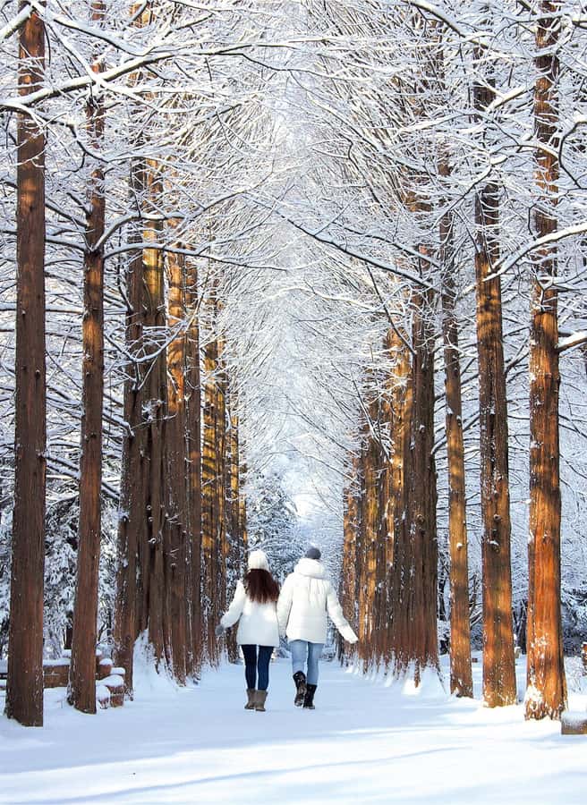 Seoul: Nami, Rail Bike, Morning Garden (+Healing Park) - Three Korean escapes in one long day