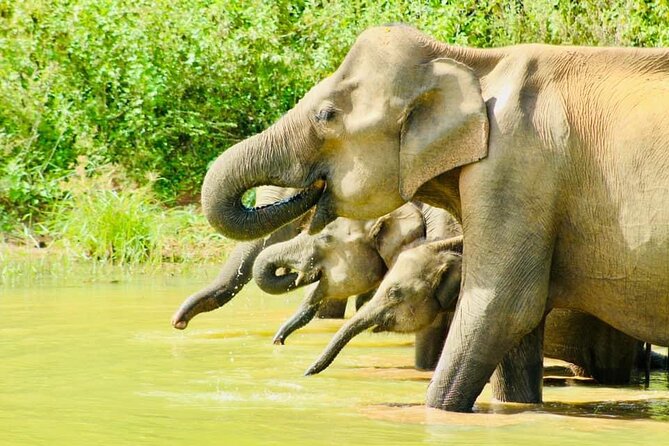 Sigiriya, Kandy to Ella TRain Ride plus Up Country TEA[B&B Basis] - Sigiriya, Dambulla and Little England