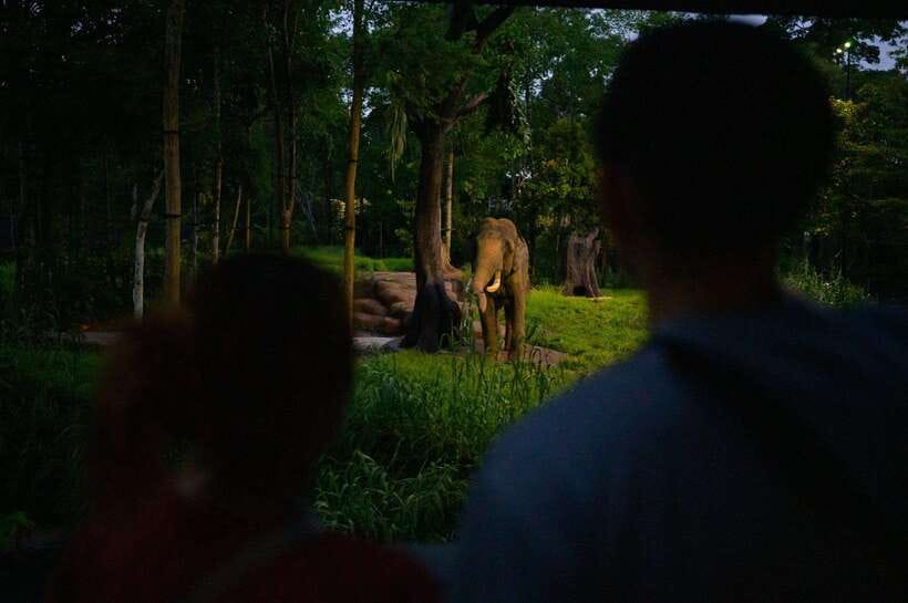 Singapore: Night Safari Entry Ticket with Tram Ride - Why Night Safari feels different from a daytime zoo