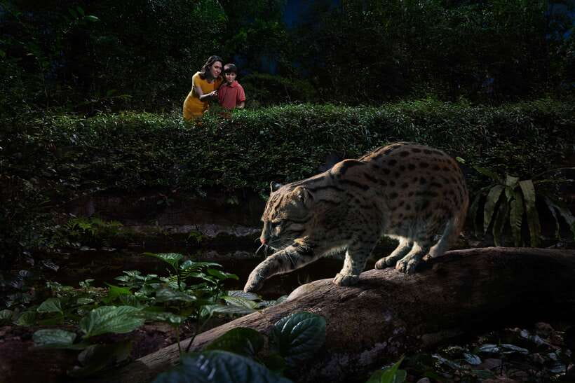 Singapore: Night Safari Entry Ticket with Tram Ride - Creatures of the Night and the Twilight Performance