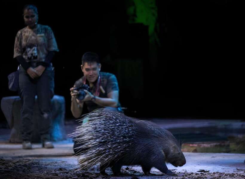 Singapore: Night Safari Entry Ticket with Tram Ride - What the $45 ticket really includes