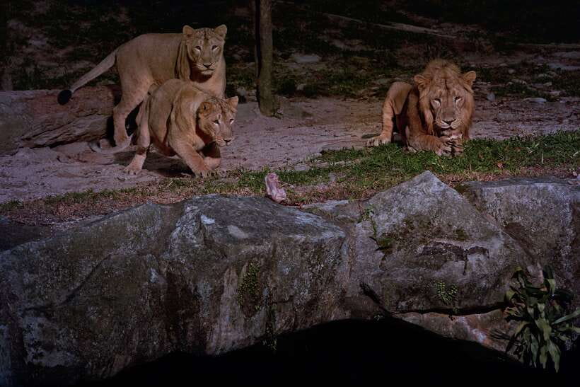 Singapore: Night Safari Entry Ticket with Tram Ride - Who should book Night Safari