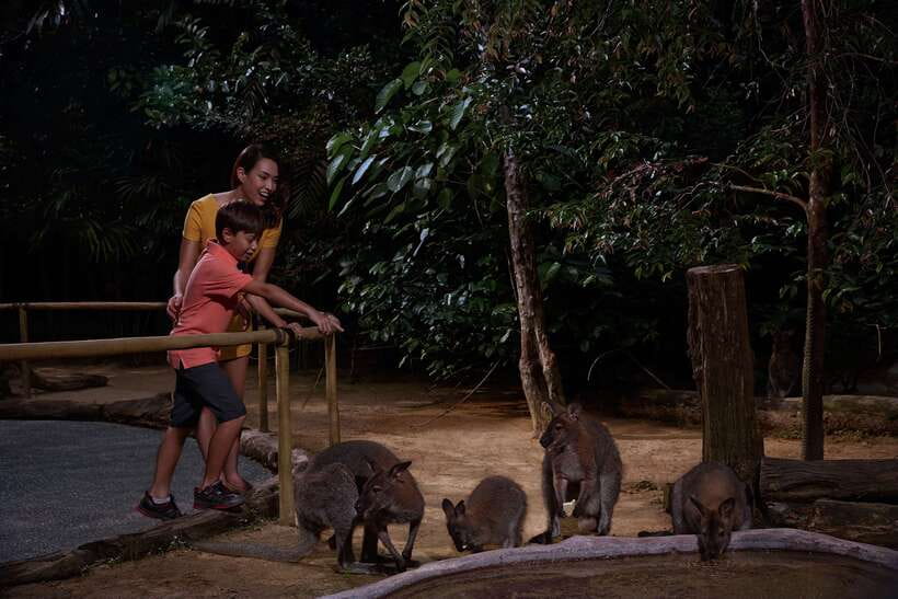 Singapore: Night Safari Entry Ticket with Tram Ride - Should you book it?