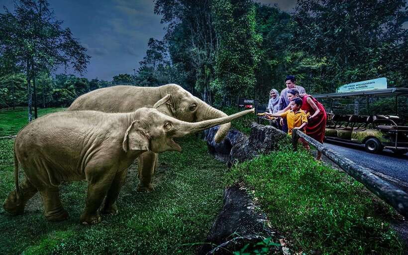 Singapore: Night Safari Singapore Entry Ticket + Tram Ride - Key things to know before you go