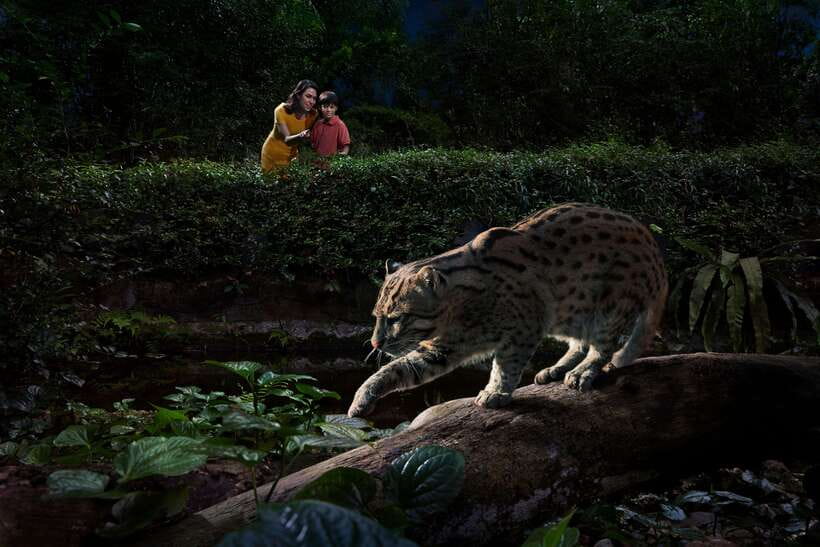 Singapore: Night Safari Singapore Entry Ticket + Tram Ride - Four walking trails worth your time