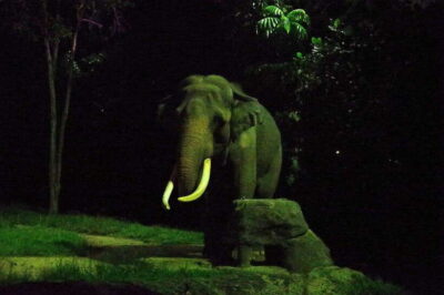 Night Safari Singapore Entry Ticket + Tram Ride