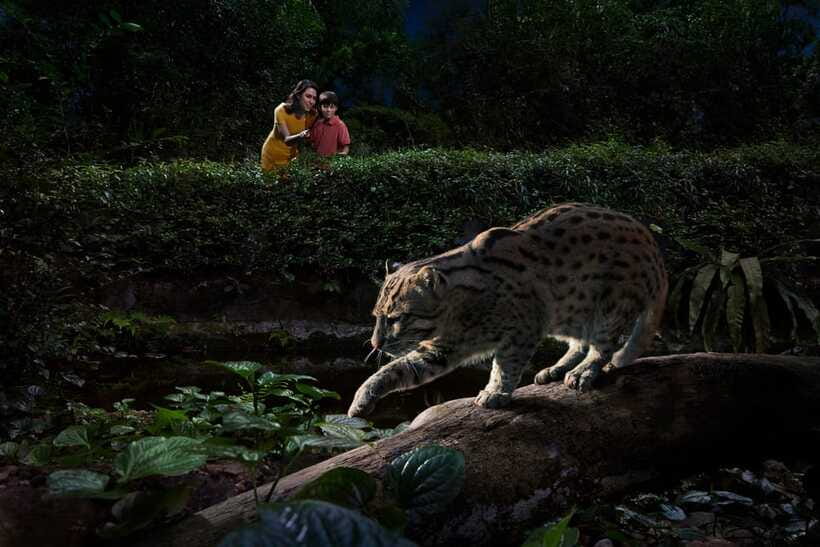 Singapore: Night Safari Singapore Entry Ticket + Tram Ride - Who will enjoy this most