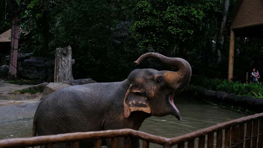 Singapore: Night Safari with Tram Ride and Private Transfer - Key points to know before booking