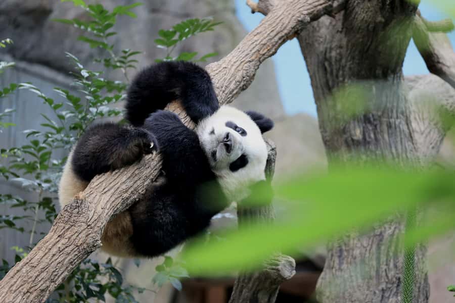 Singapore: Night Safari with Tram Ride and Private Transfer - Why Singapore’s Night Safari works after sunset