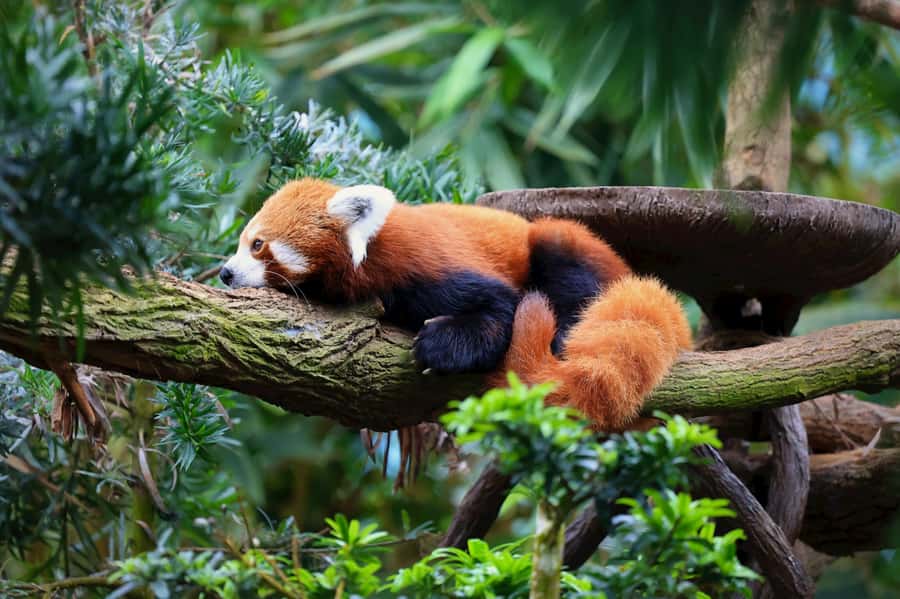 Singapore: Night Safari with Tram Ride and Private Transfer - Entering with the e-ticket