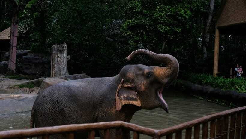 Singapore: Night Safari with Tram Ride and Private Transfer - Walking trails for bats, owls, and pangolins