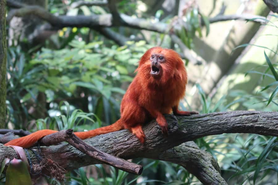 Singapore: Night Safari with Tram Ride and Private Transfer - Creatures of the Night presentation