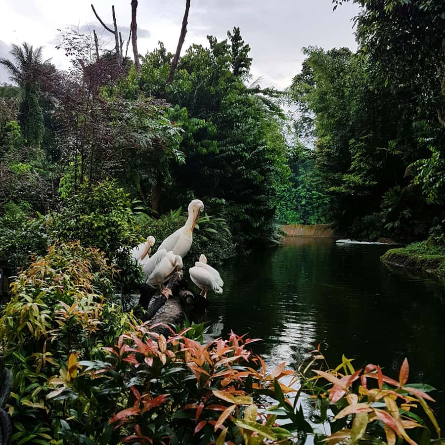 Singapore: Night Safari with Tram Ride and Private Transfer - Dinner, snacks, and the return transfer