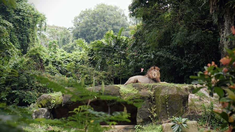 Singapore: Night Safari with Tram Ride and Private Transfer - Who will enjoy this evening most