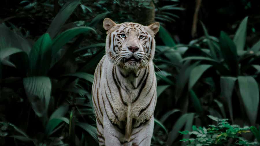 Singapore: Night Safari with Tram Ride and Private Transfer - The hotel pickup and the trip to Mandai