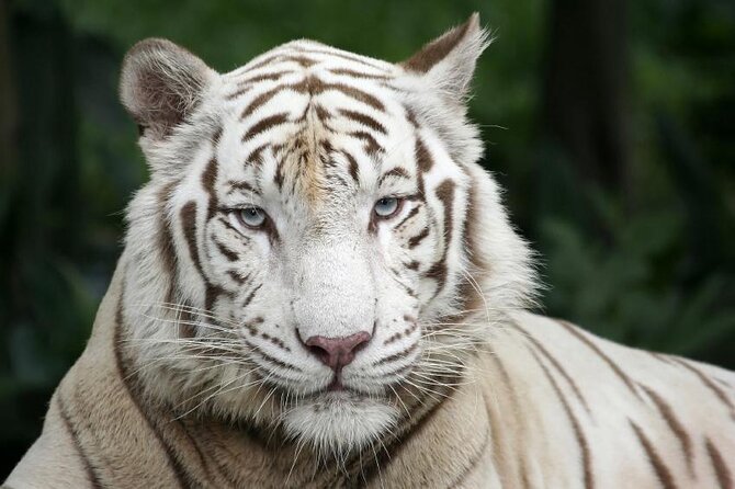 Singapore Zoo with Tram Ride Experience for Tourist - Key points to know before you go
