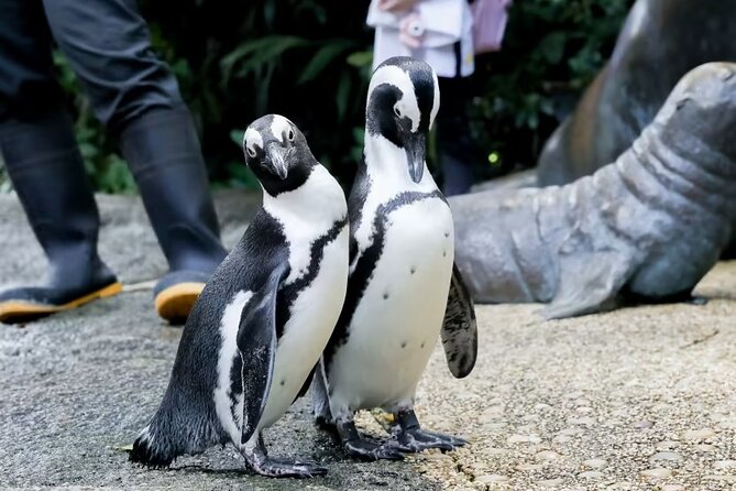Singapore Zoo with Tram Ride Experience for Tourist - How long you should allow