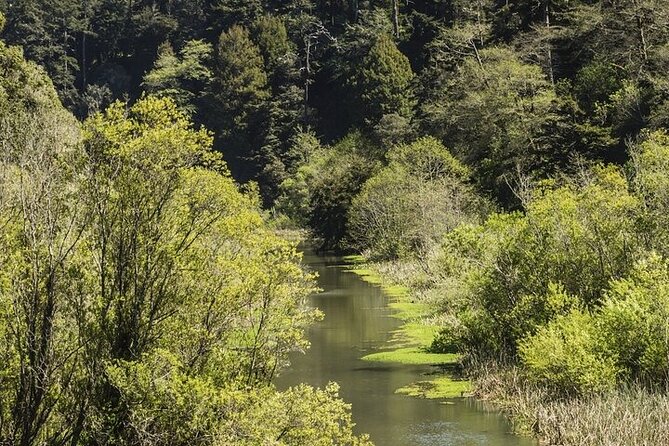 Skunk Train: Wolf Tree Turn from Willits - Music, songs, and the social side of the trip