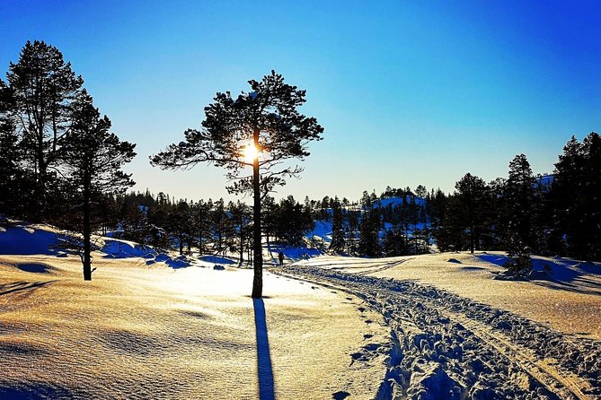 Slegding and tram-tour - From Trondheim Torg to the Lian forest