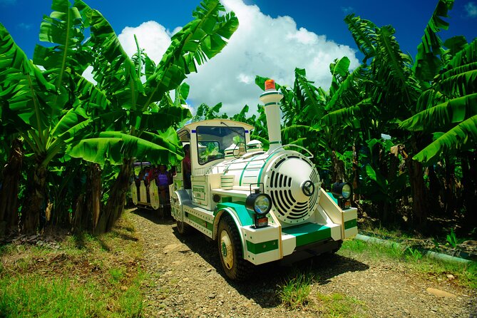 Small train tour of a banana farm in Martinique - Key points to know before you go
